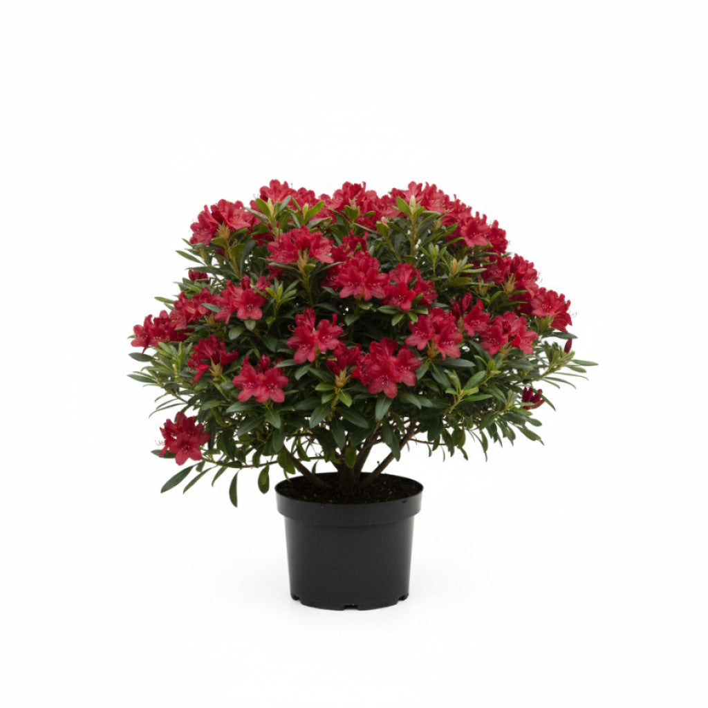 Rhododendron – Rhododendron &