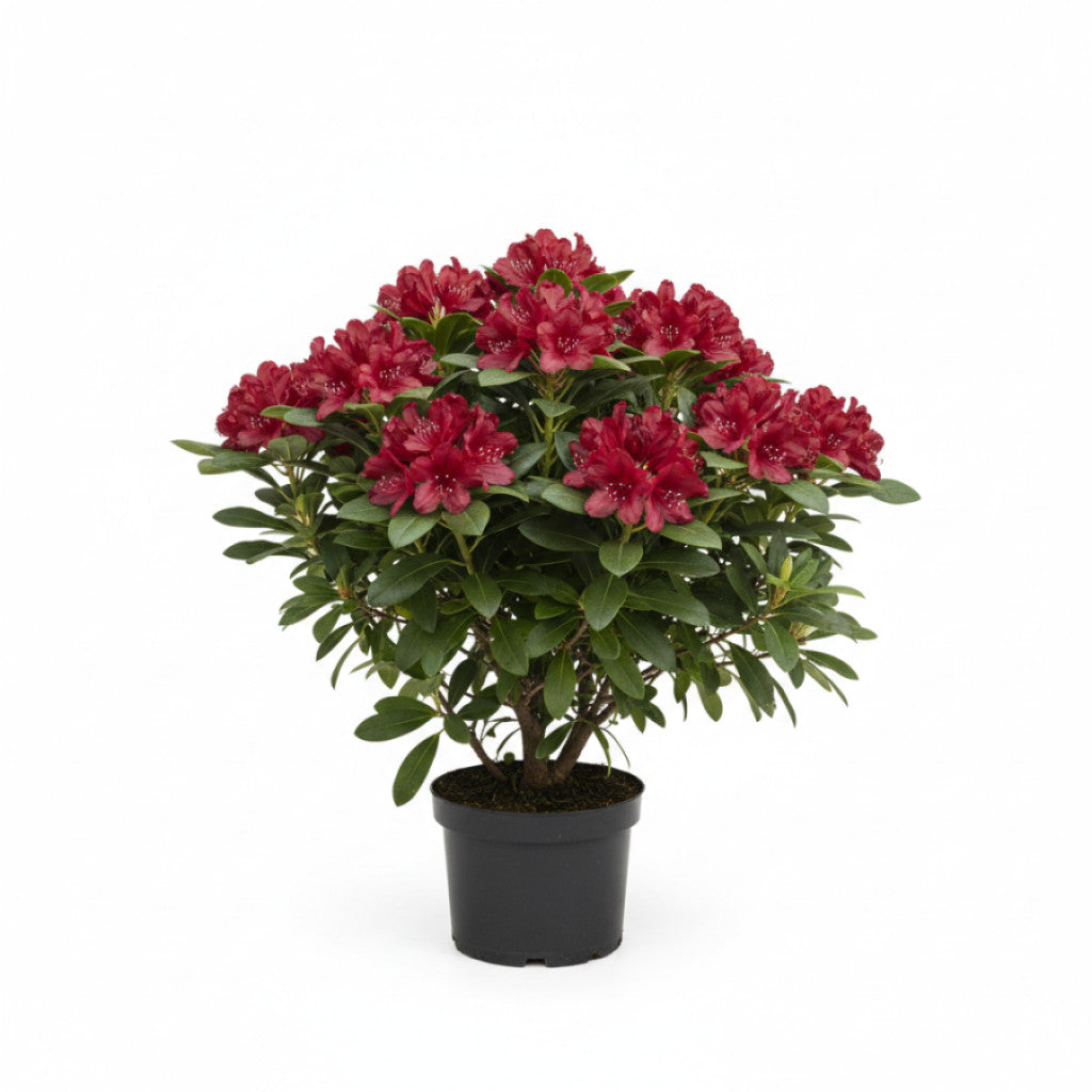 Rhododendron – Rhododendron &