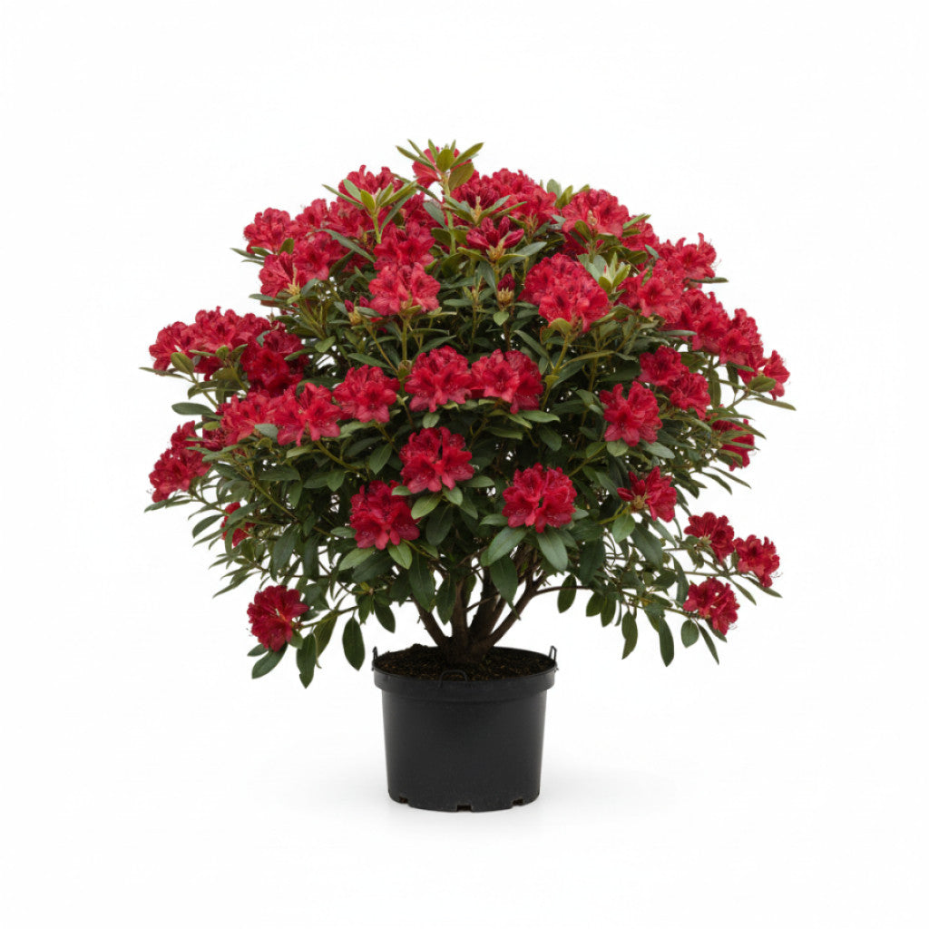 Rhododendron – Rhododendron &