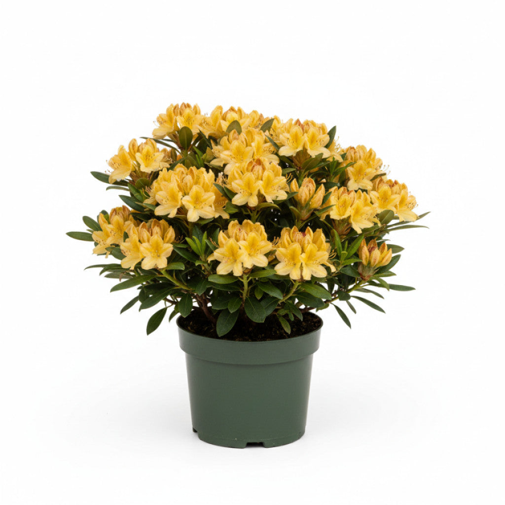 Rhododendron – Rhododendron &