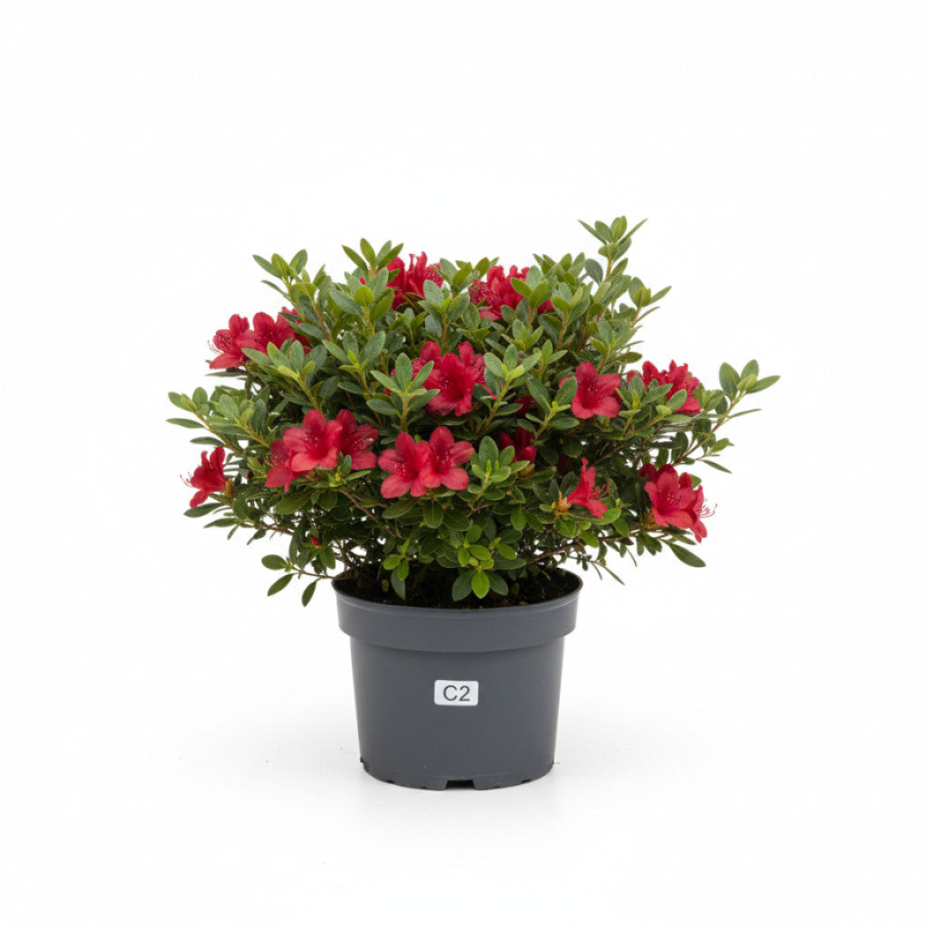 Rhododendron – Rhododendron obtusum &
