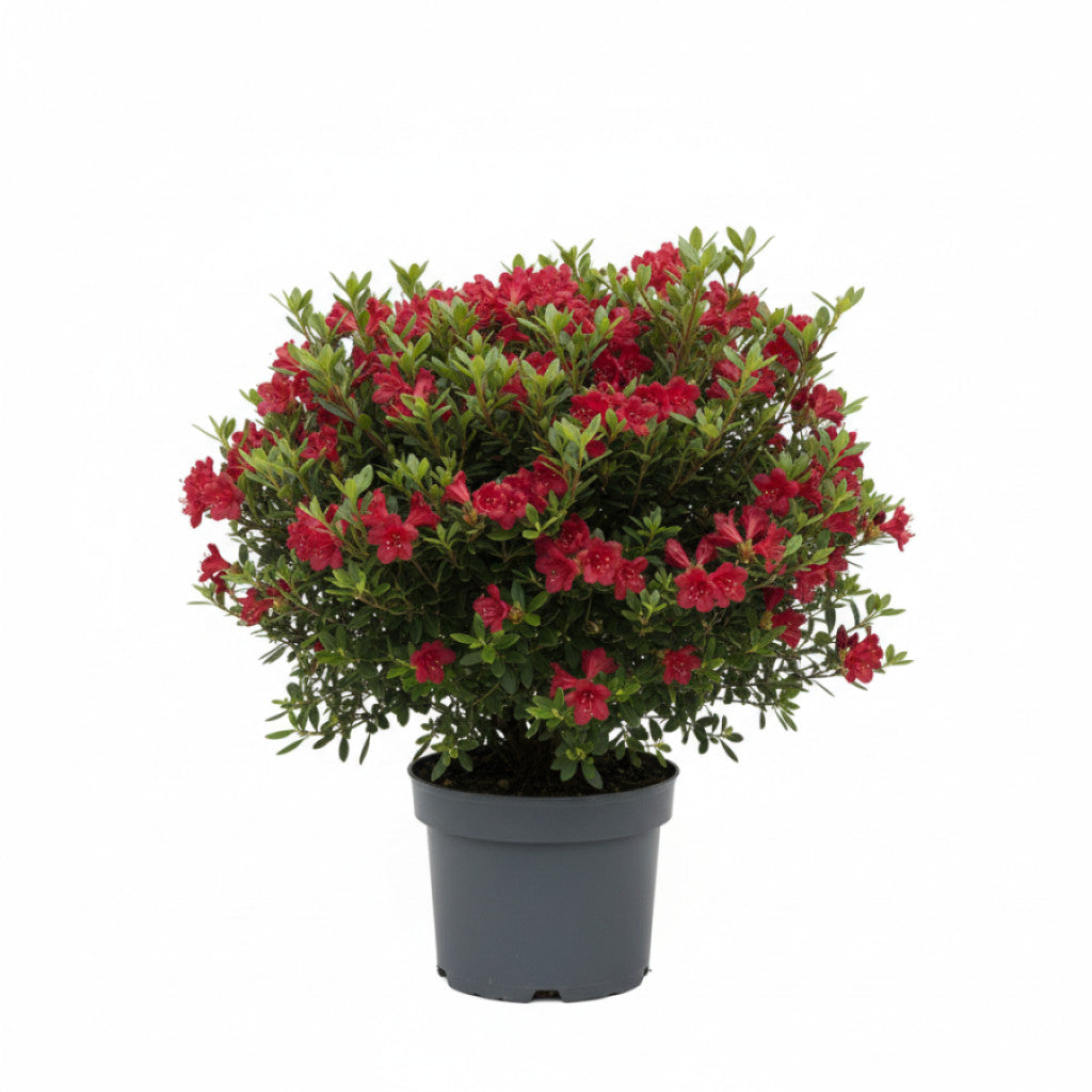 Rhododendron – Rhododendron obtusum &