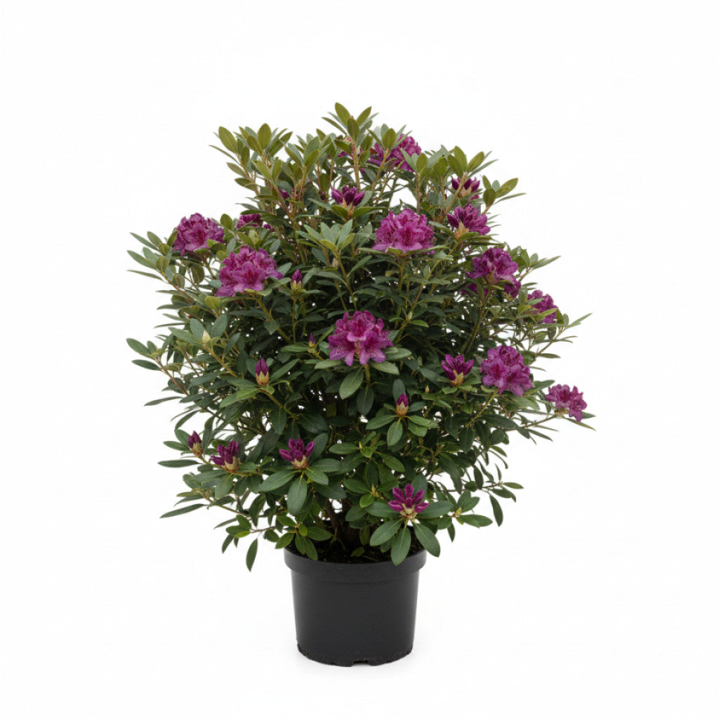 Rhododendron – Rhododendron &