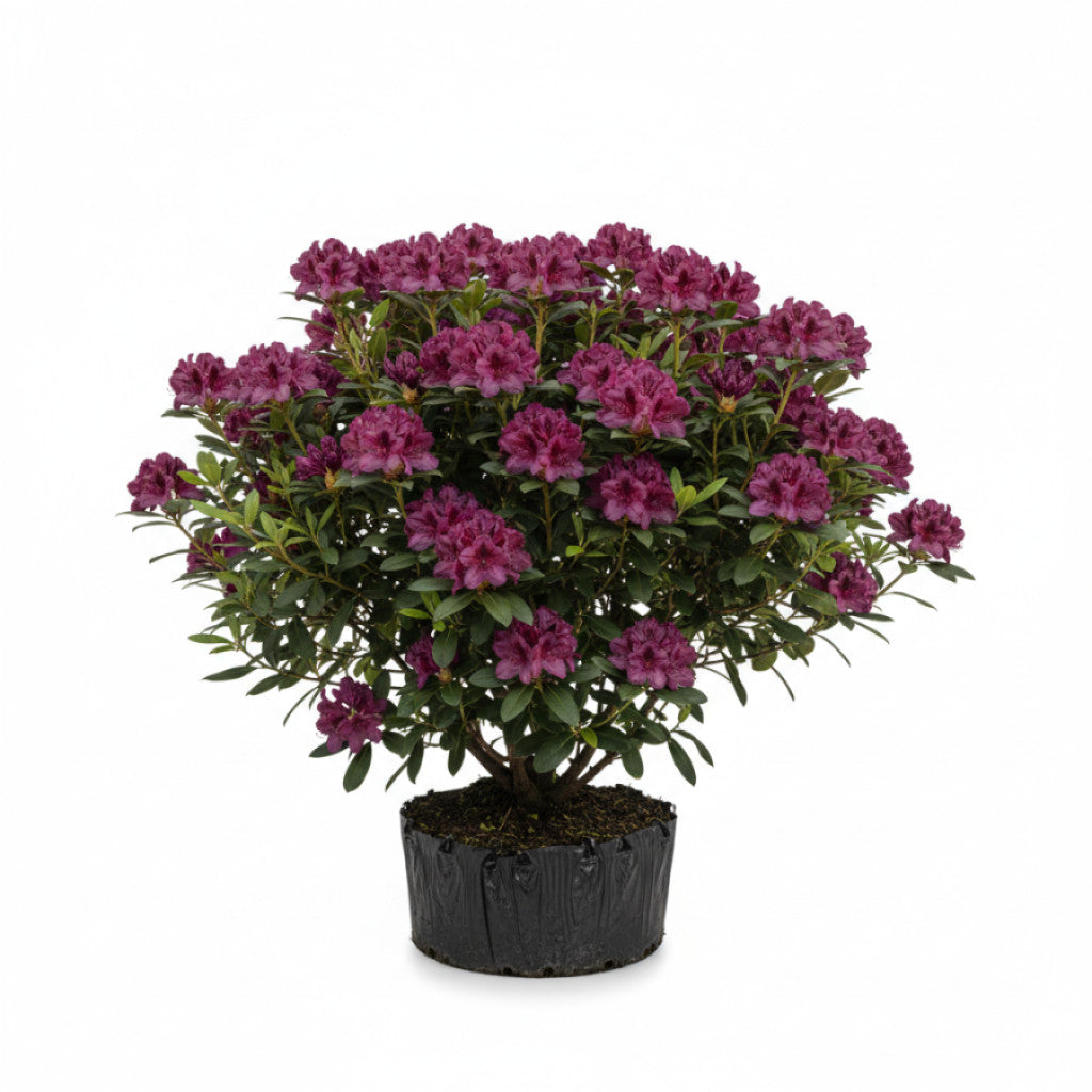 Rhododendron – Rhododendron &