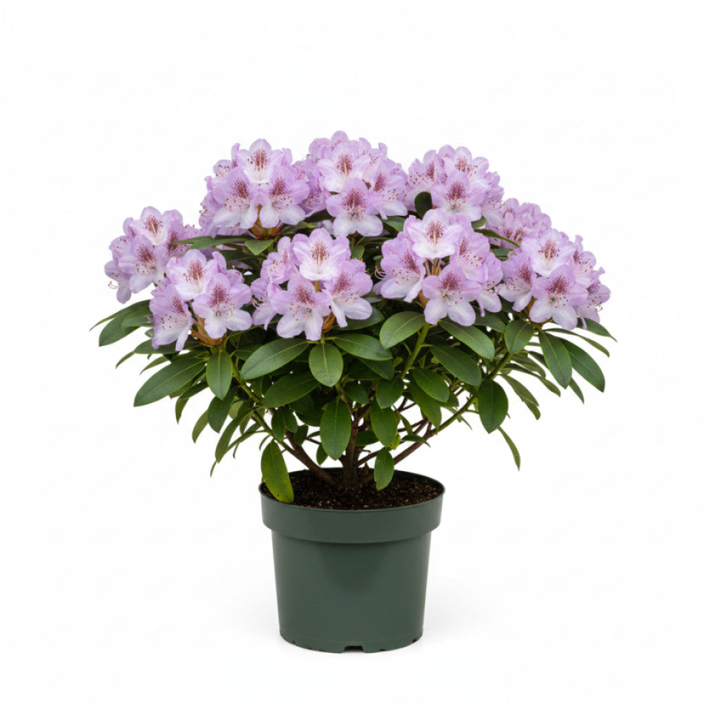 Rhododendron – Rhododendron &