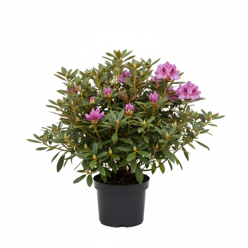 Rhododendron – Rhododendron &