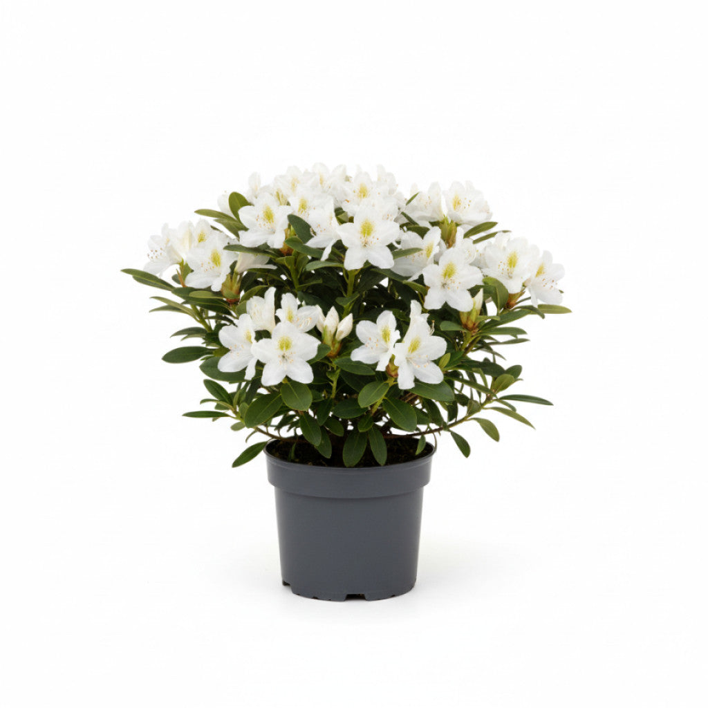 Rhododendron – Rhododendron (AJ); &