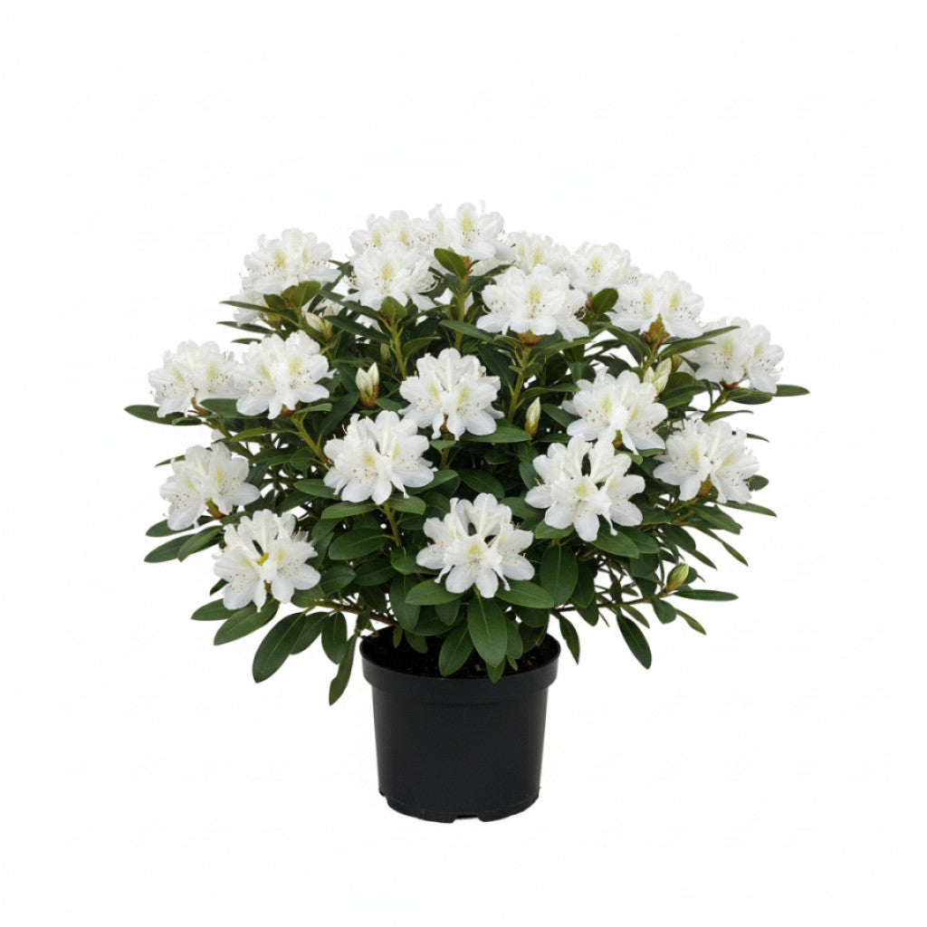 Rhododendron – Rhododendron (AJ); &