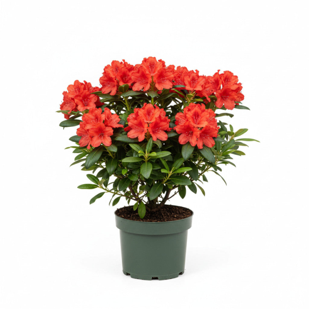 Rhododendron – Rhododendron (AM); &