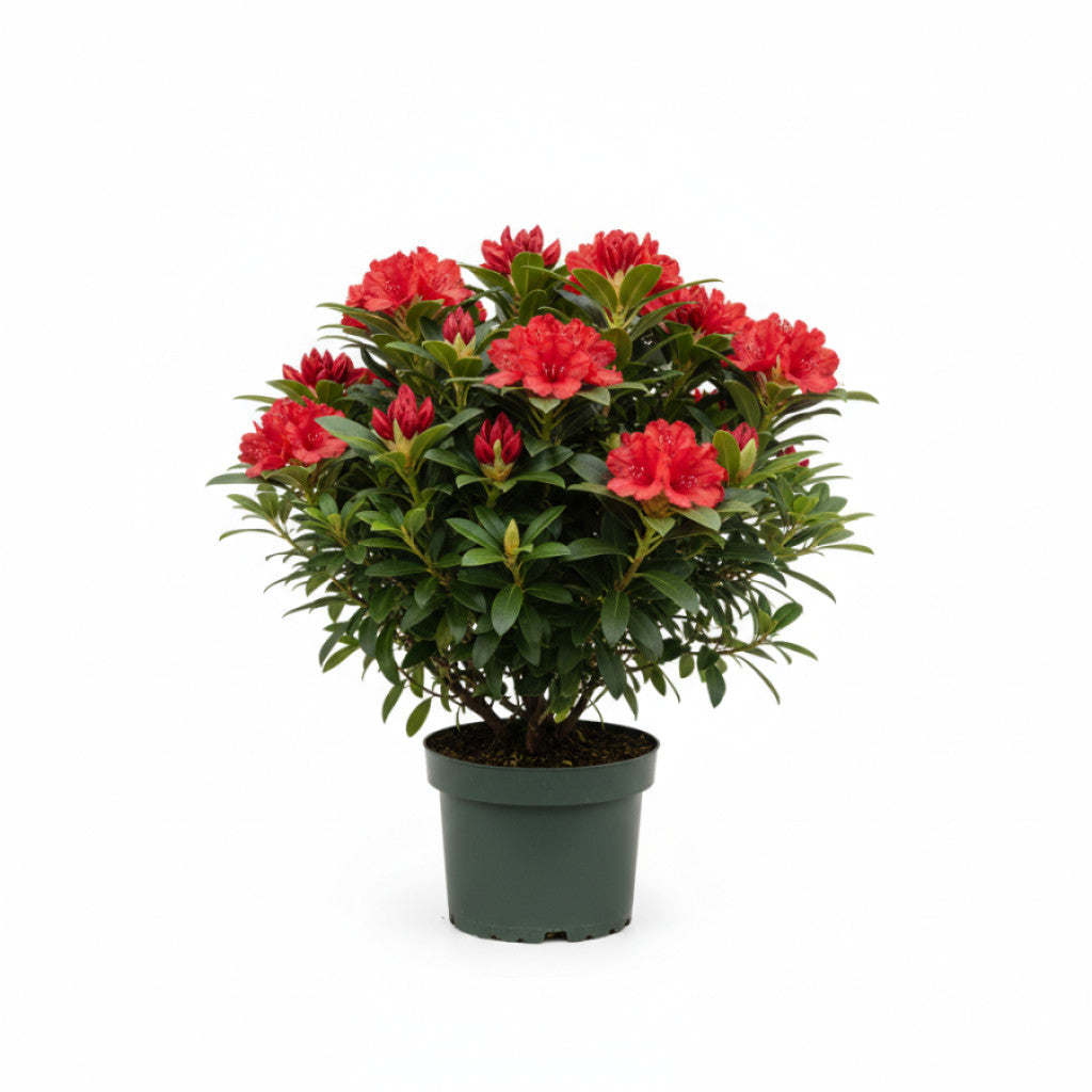 Rhododendron – Rhododendron (AM); &
