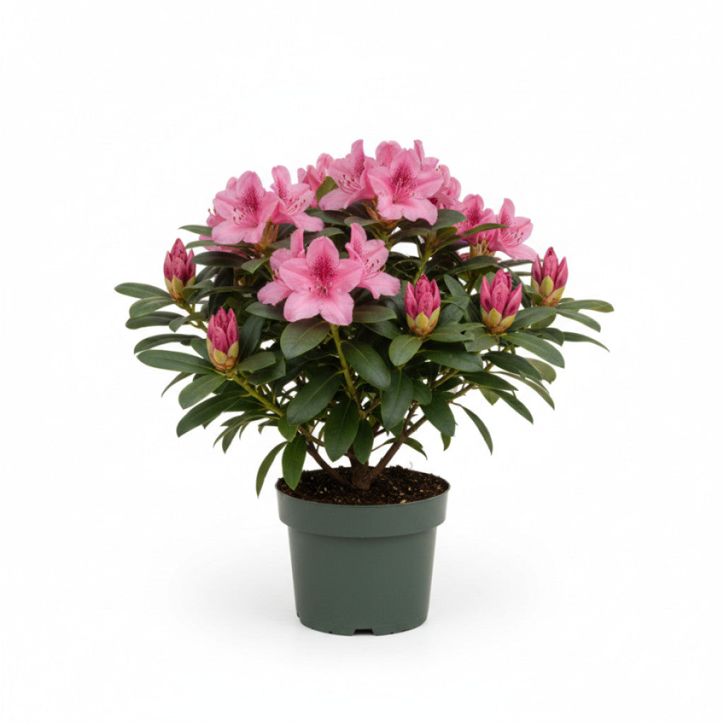 Rhododendron – Rhododendron (AV); &