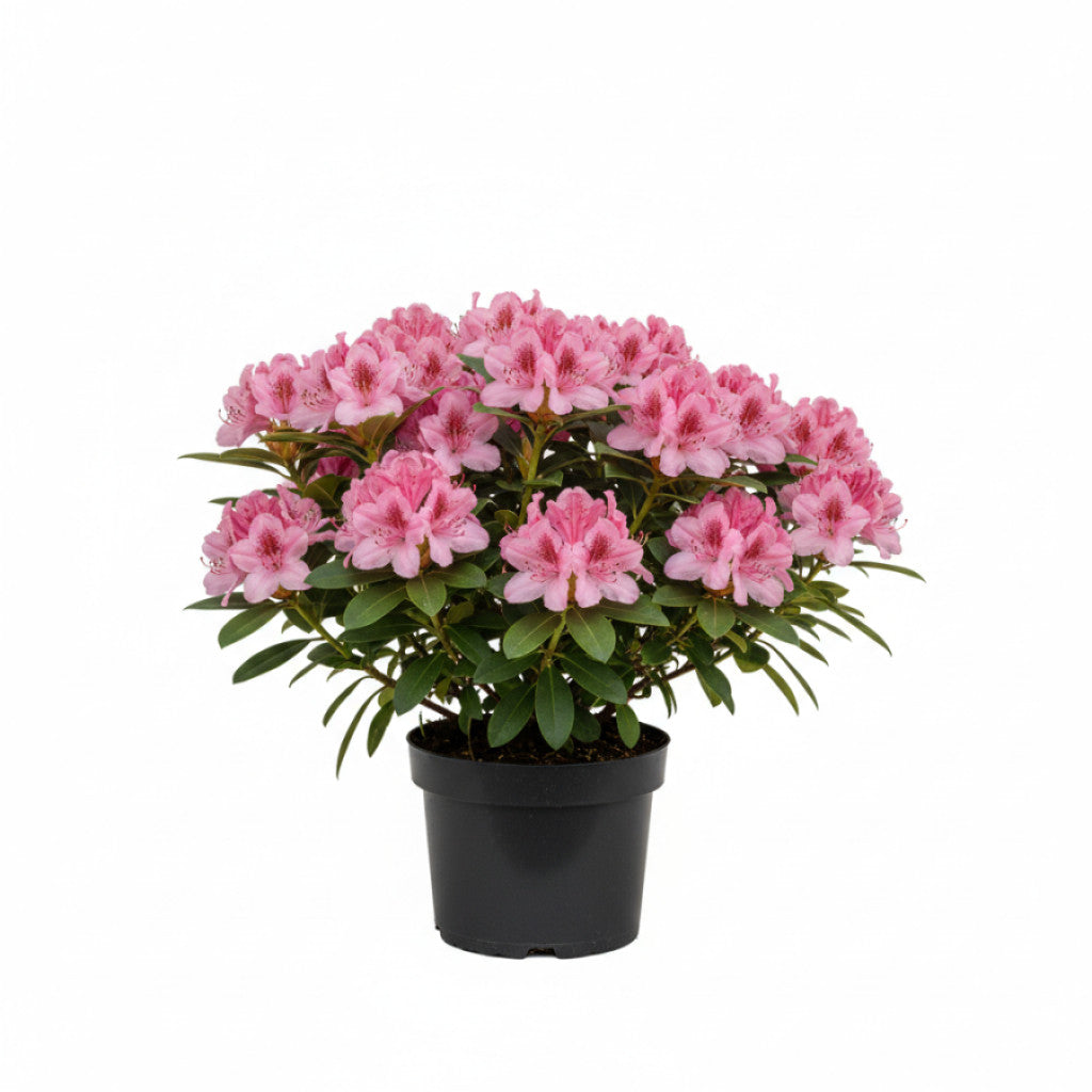 Rhododendron – Rhododendron (AV); &