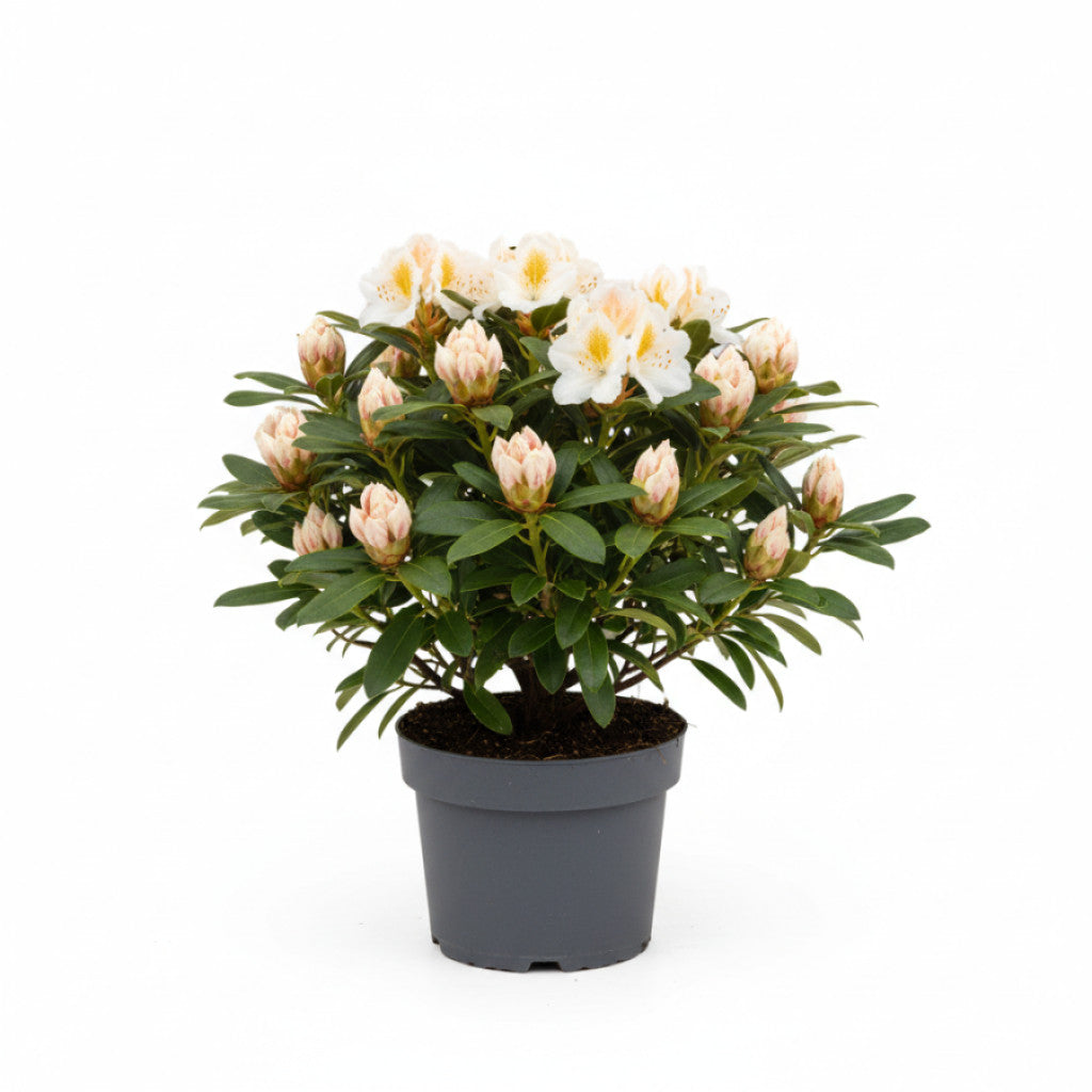 Rhododendron – Rhododendron (Y); &