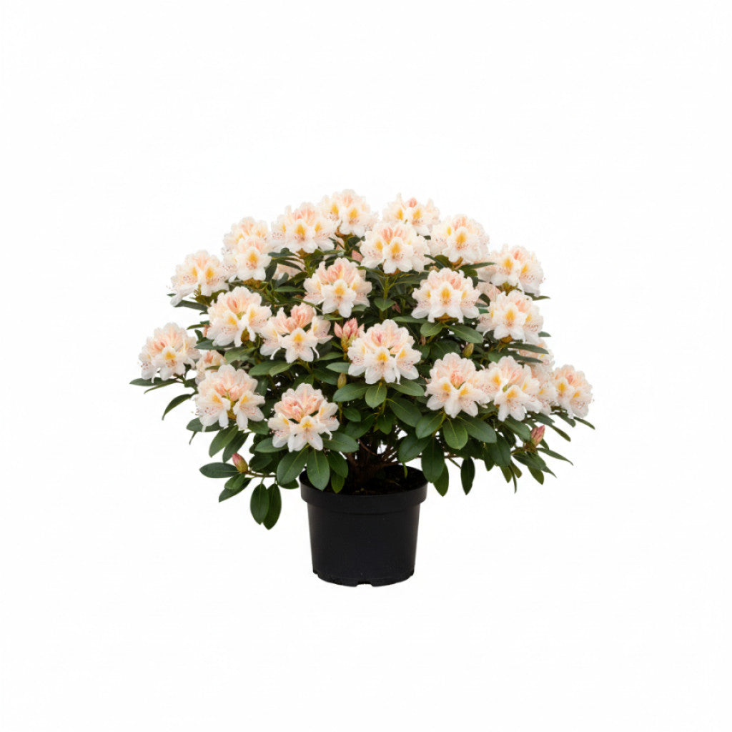Rhododendron – Rhododendron (Y); &