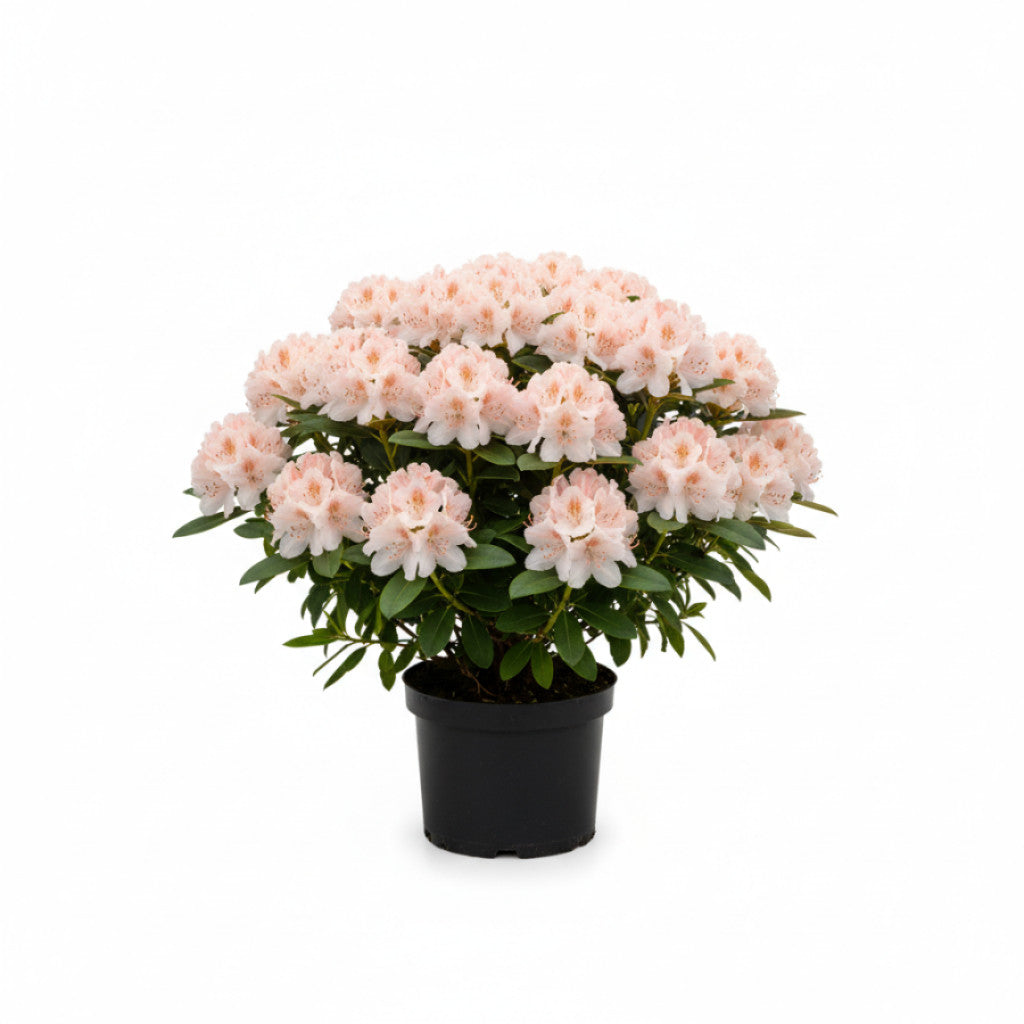 Rhododendron – Rhododendron (Y); &