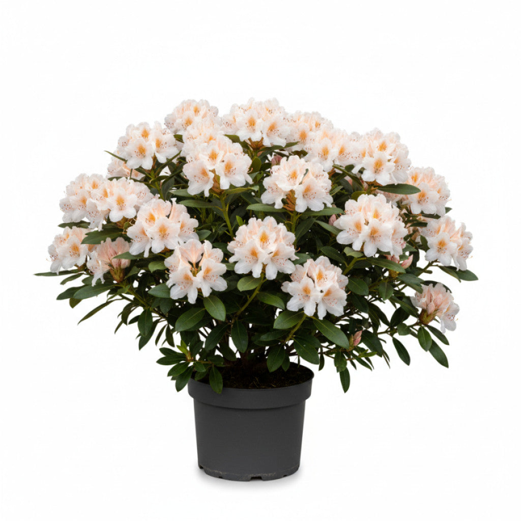 Rhododendron – Rhododendron (Y); &