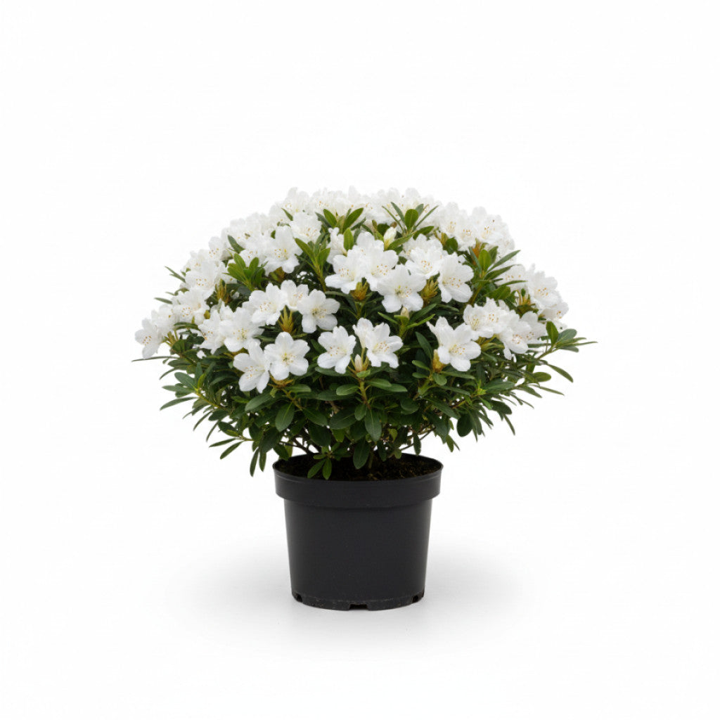 Rhododendron – Rhododendron (AK); &