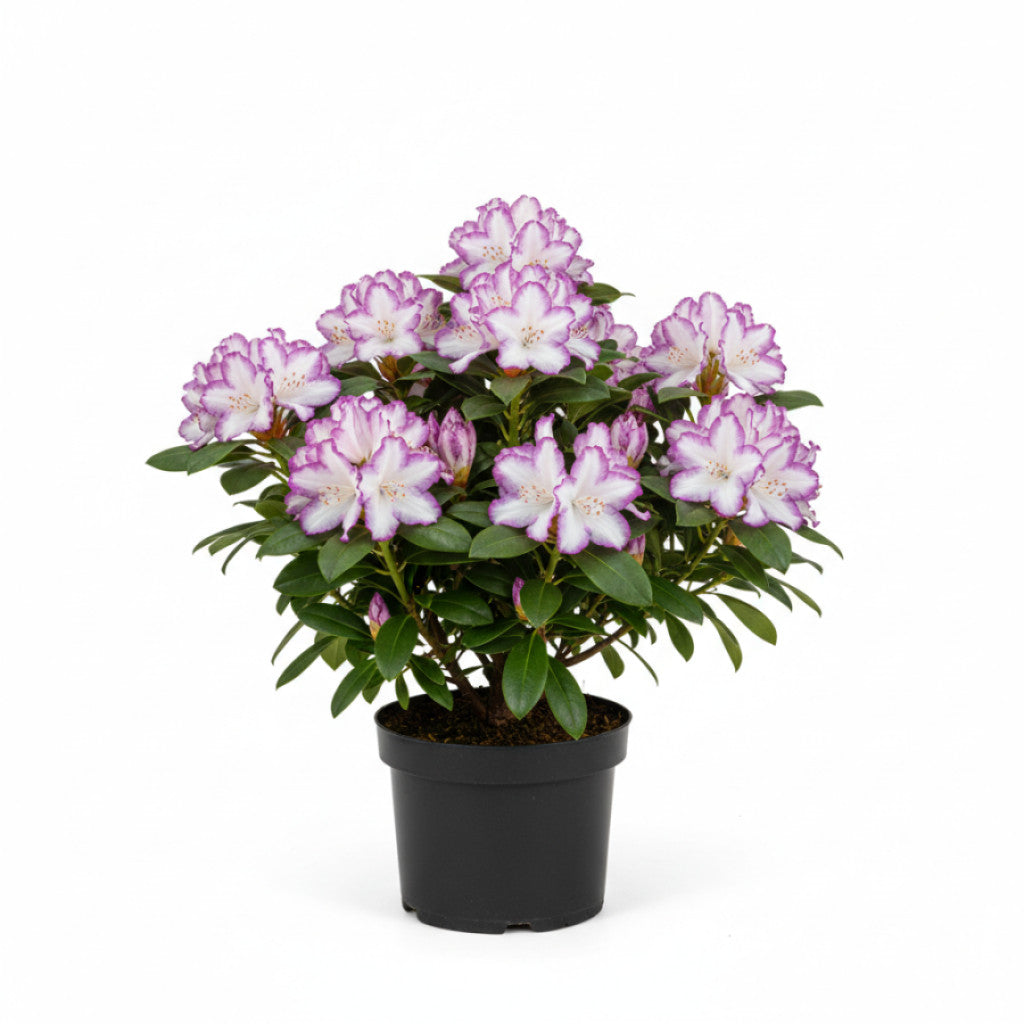 Rhododendron – Rhododendron &