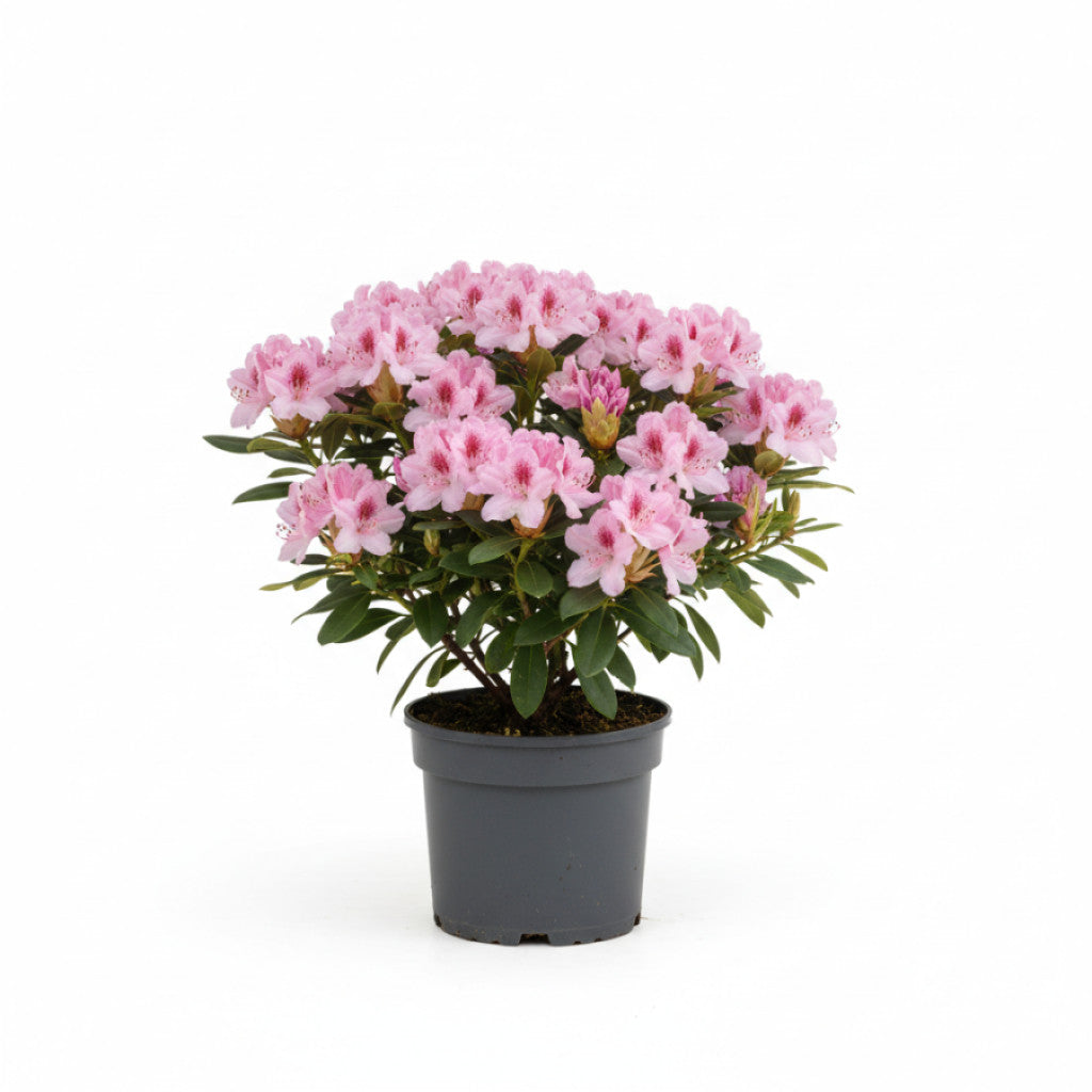 Rhododendron – Rhododendron (Y); &
