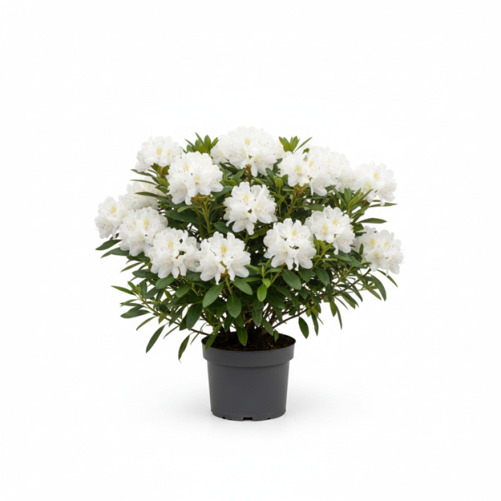Rhododendron – Rhododendron (AJ); &