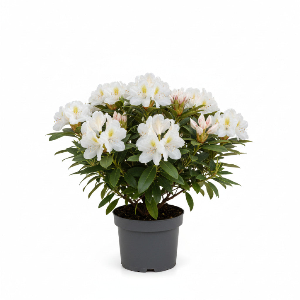 Rhododendron – Rhododendron (Y); &
