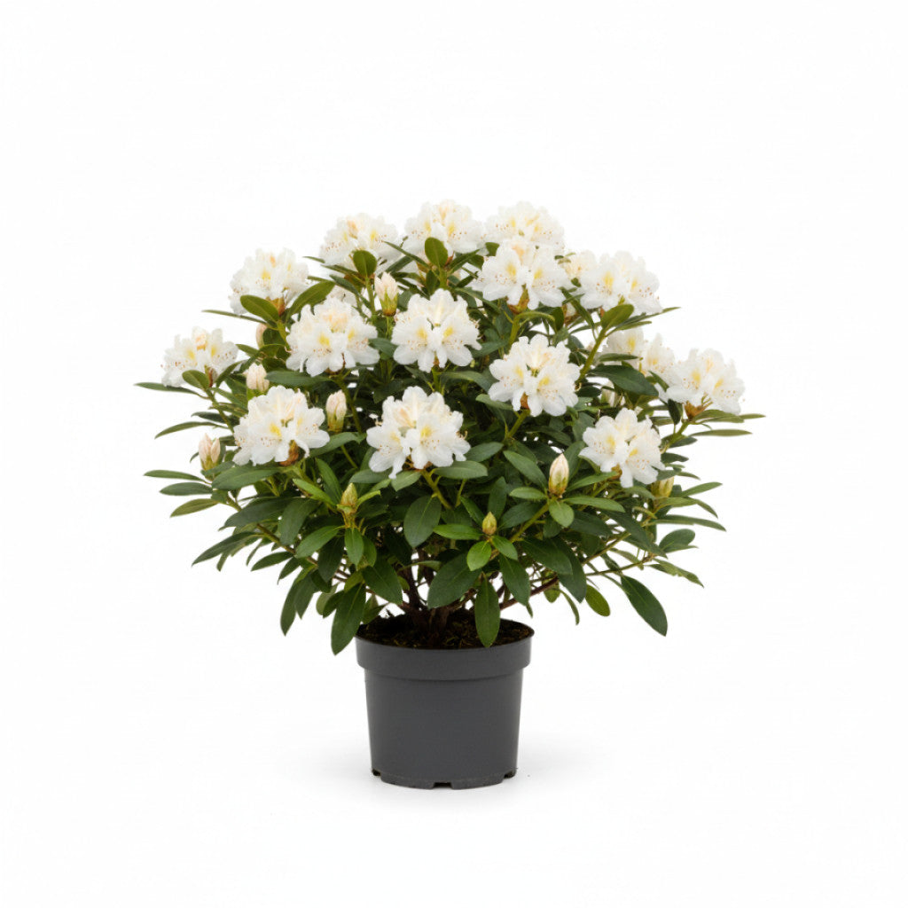 Rhododendron – Rhododendron (Y); &