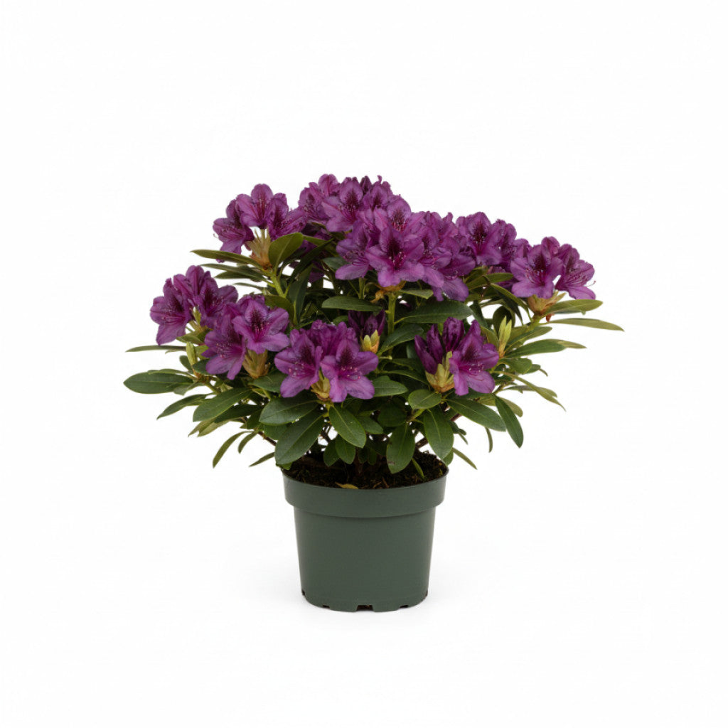 Rhododendron – Rhododendron (P); &