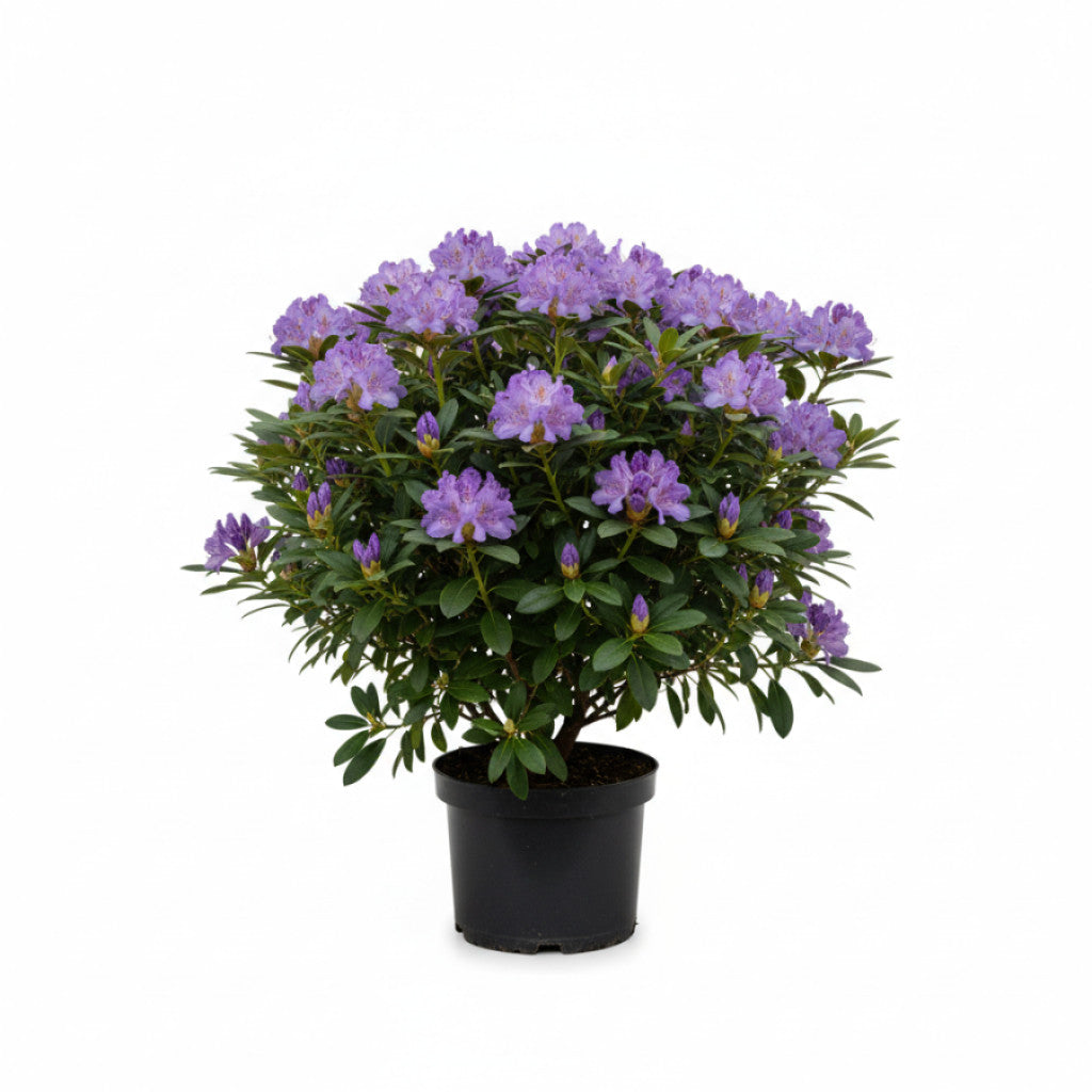 Rhododendron – Rhododendron ponticum - C20 60-70 CM
