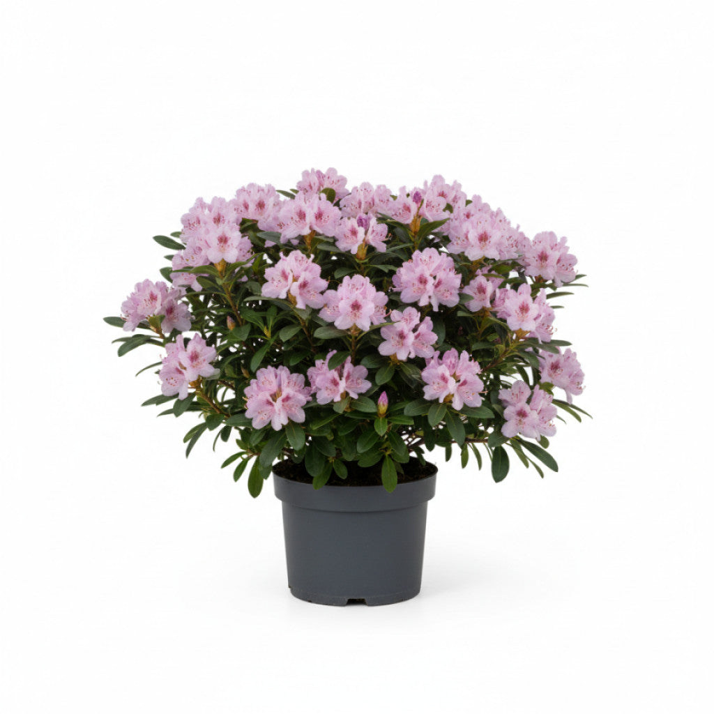 Rhododendron – Rhododendron ponticum &