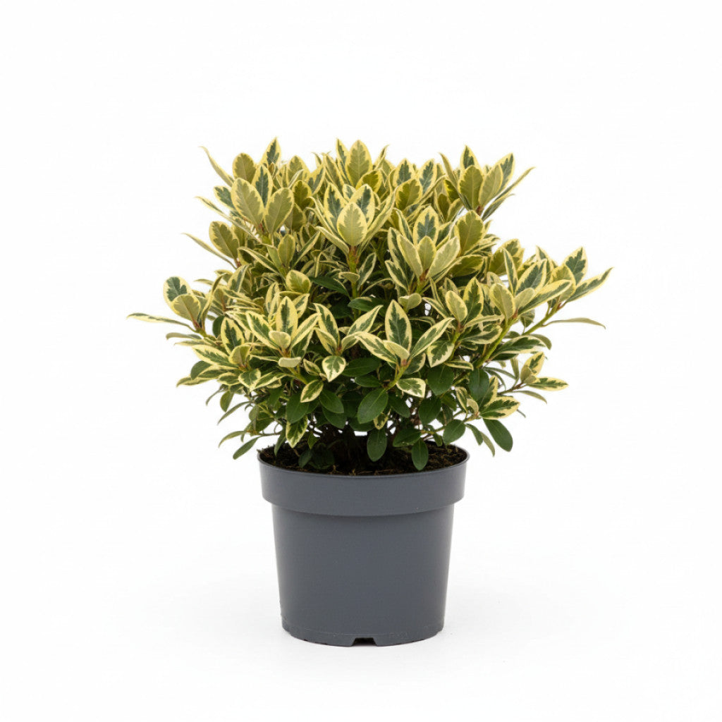 Rhododendron – Rhododendron ponticum &