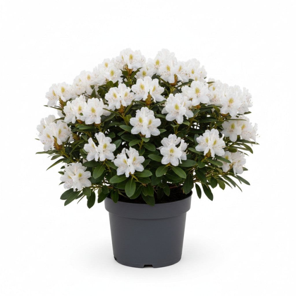 Rhododendron – Rhododendron (Y); &