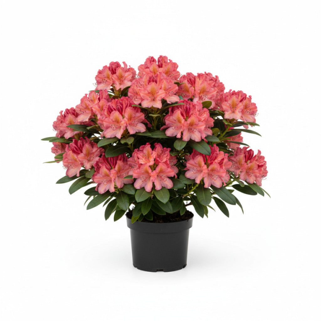 Rhododendron – Rhododendron (AM); &