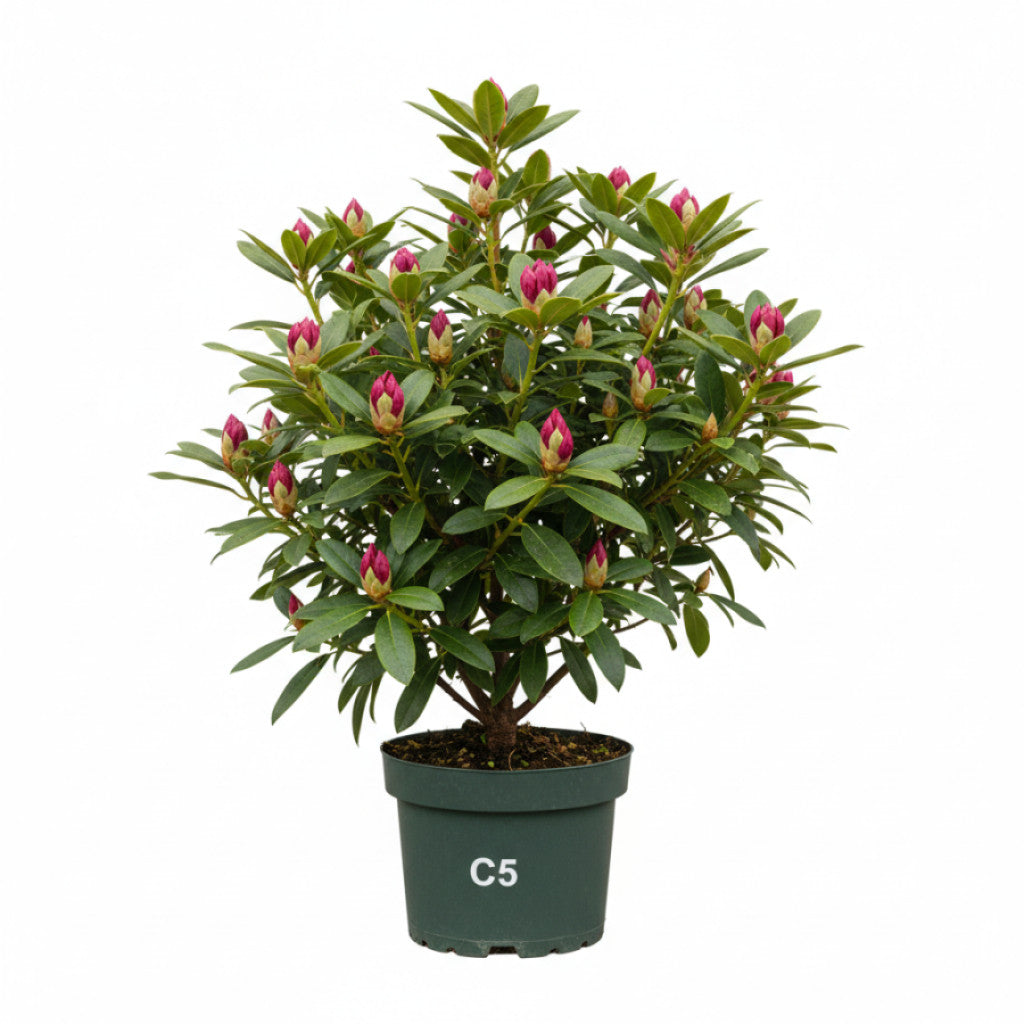 Rhododendron – Rhododendron (C); &