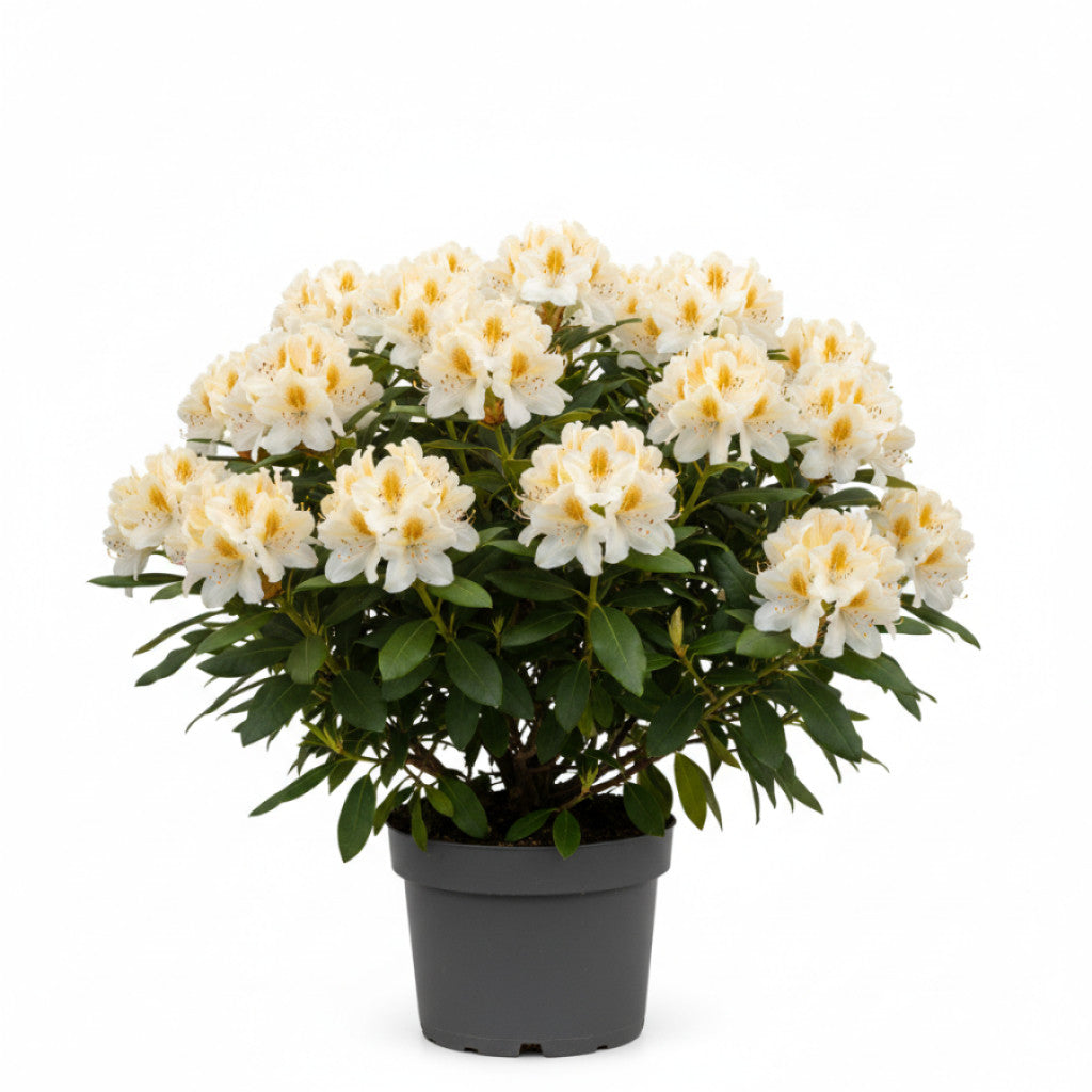 Rhododendron – Rhododendron (Y); &