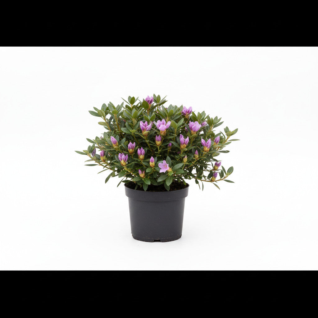 Rhododendron – Rhododendron &