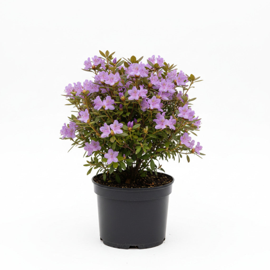 Rhododendron – Rhododendron &