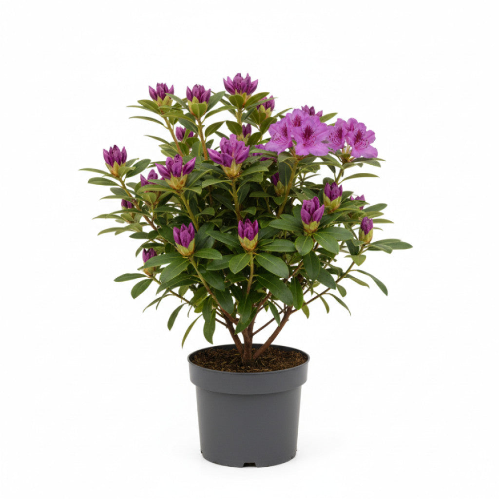 Rhododendron – Rhododendron (P); &