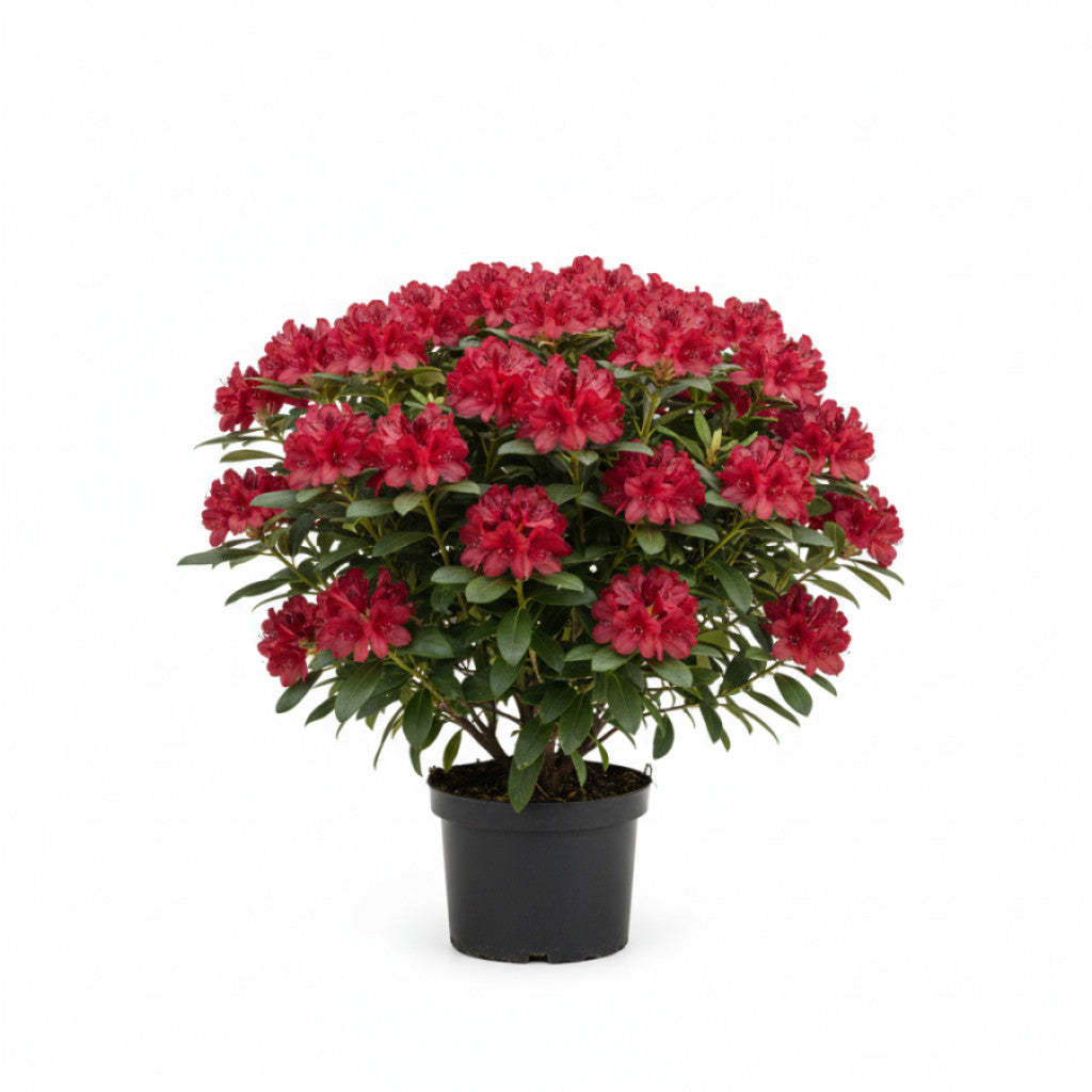 Rhododendron – Rhododendron &
