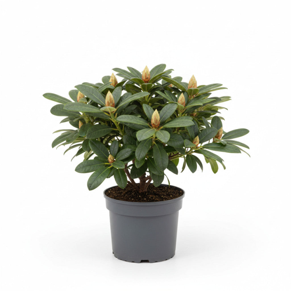 Rhododendron – Rhododendron (AJ); &