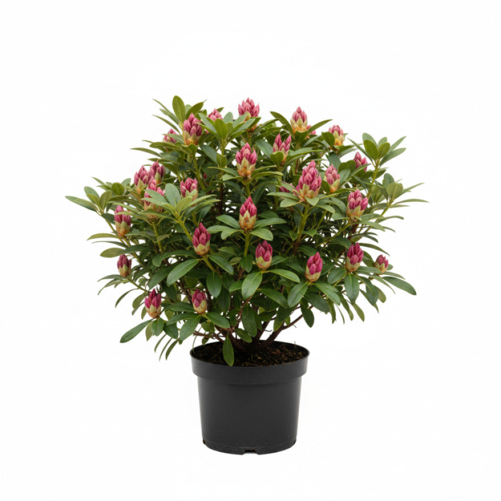 Rhododendron – Rhododendron &