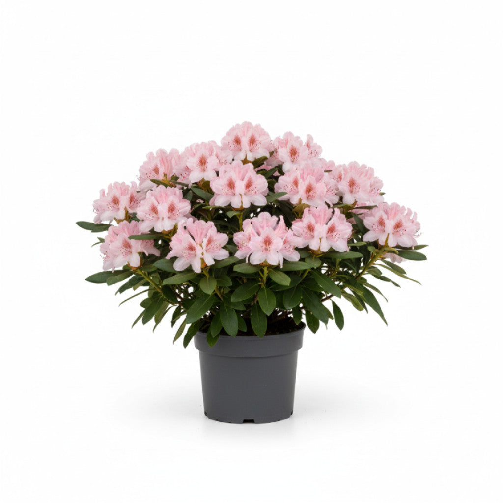 Rhododendron – Rhododendron &