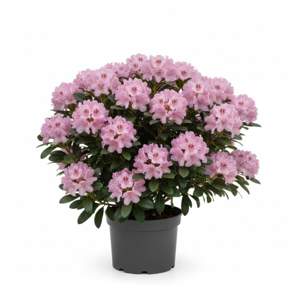 Rhododendron – Rhododendron &