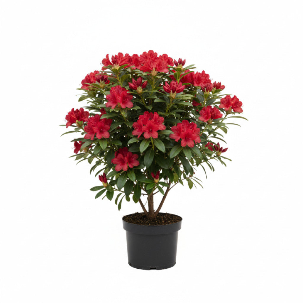 Rhododendron – Rhododendron (AK); &