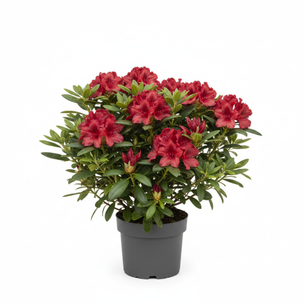 Rhododendron – Rhododendron (AZ); &