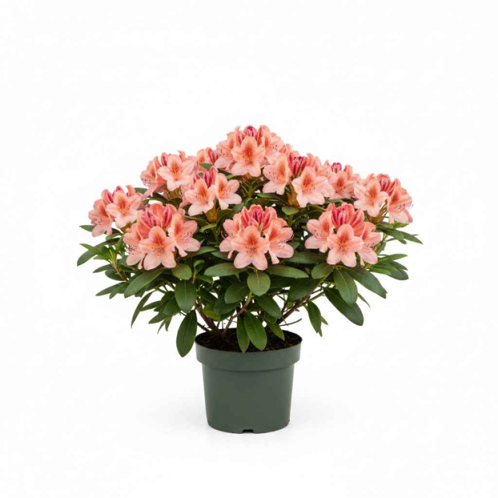 Rhododendron – Rhododendron (AM); &