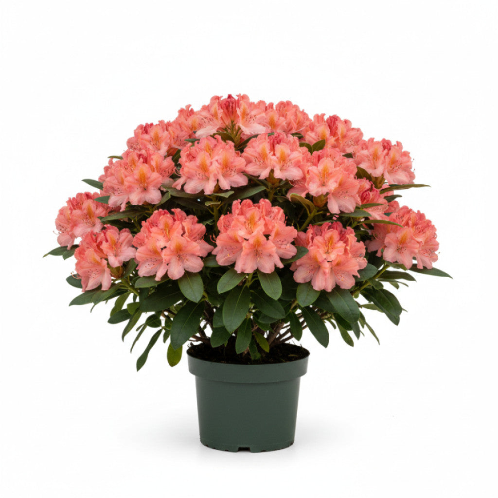 Rhododendron – Rhododendron (AM); &