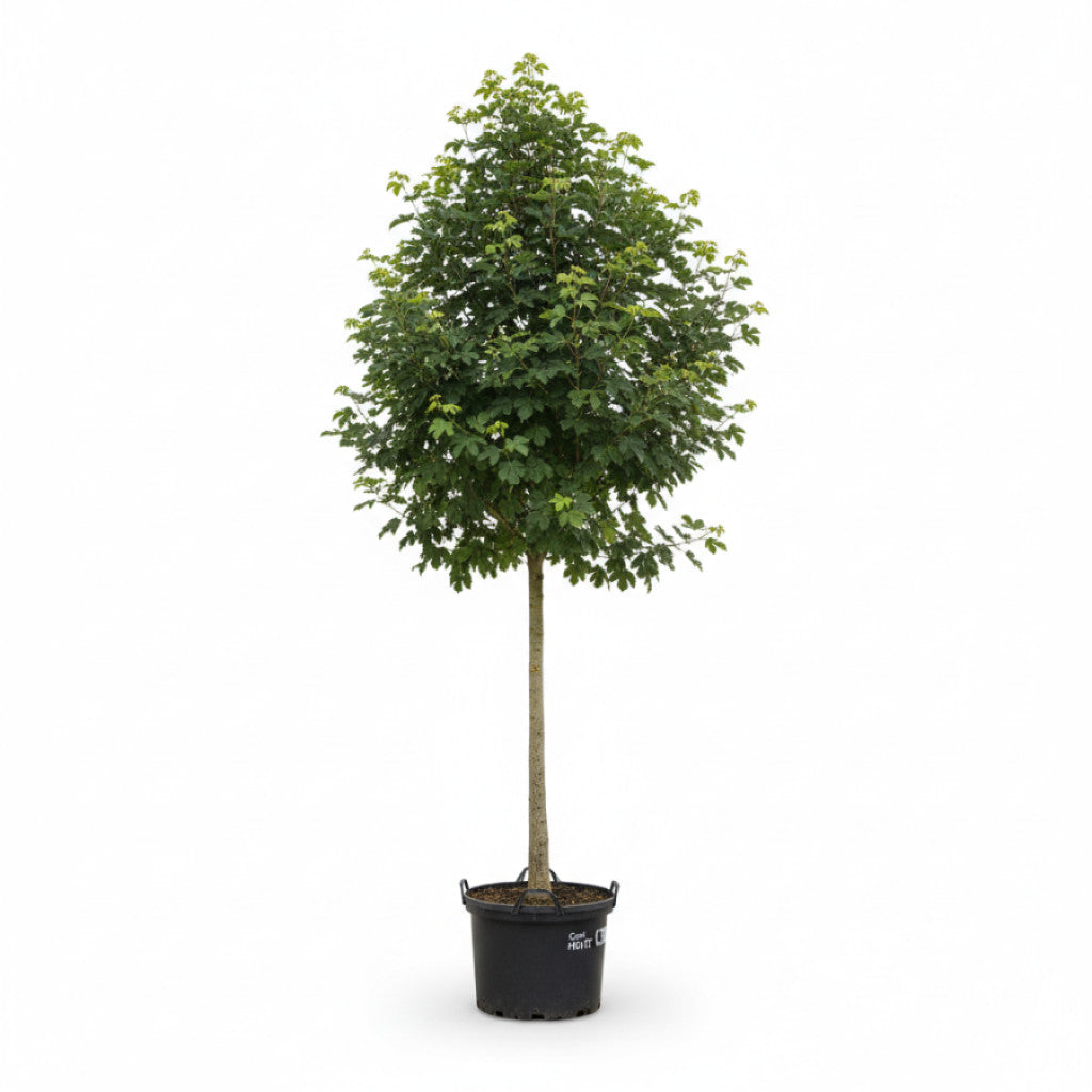 Fältlönn – Acer campestre &