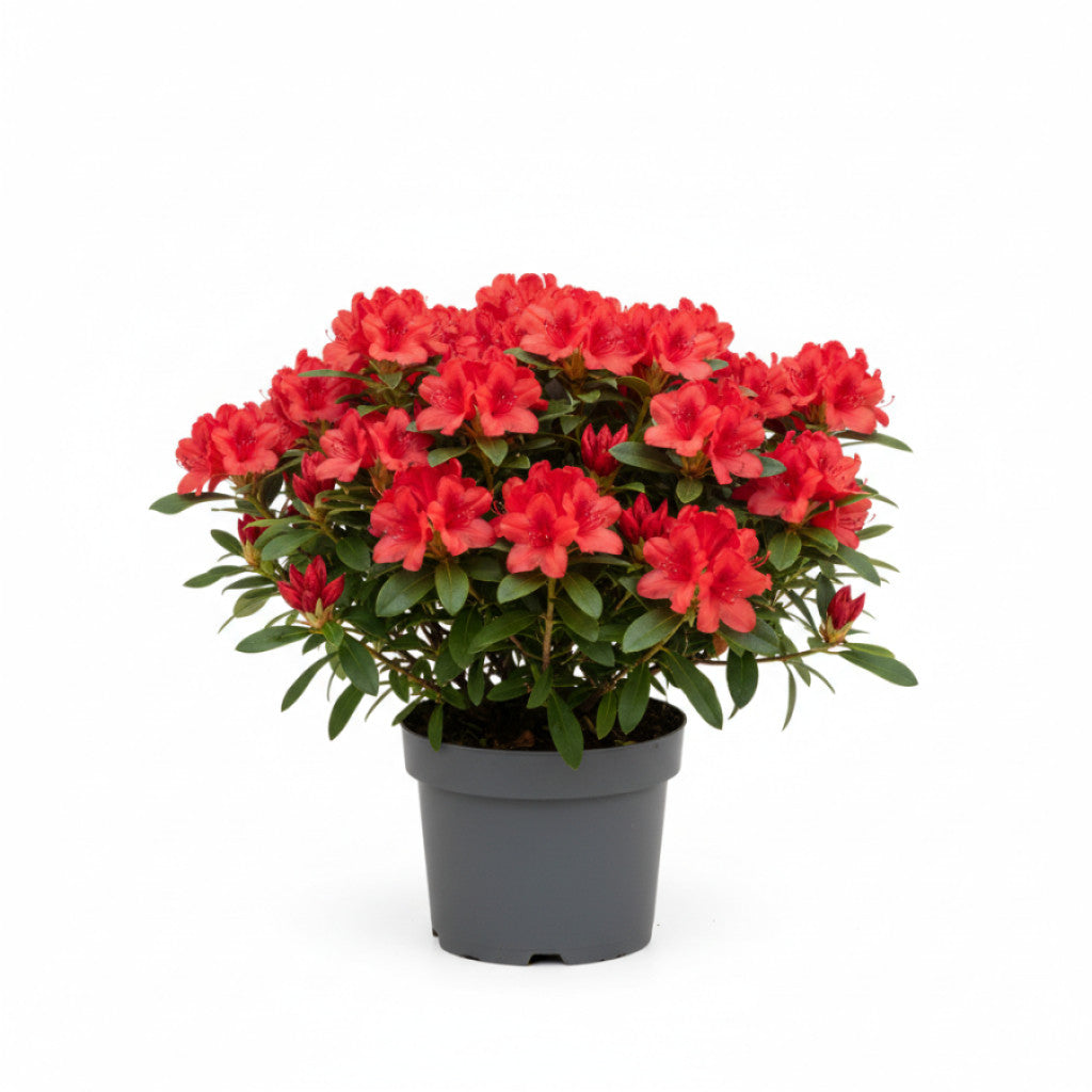 Rhododendron – Rhododendron (F); &