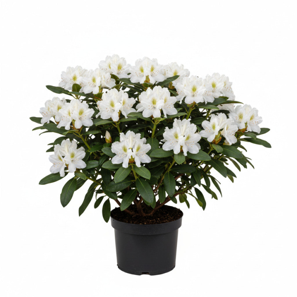 Rhododendron – Rhododendron (AC); &