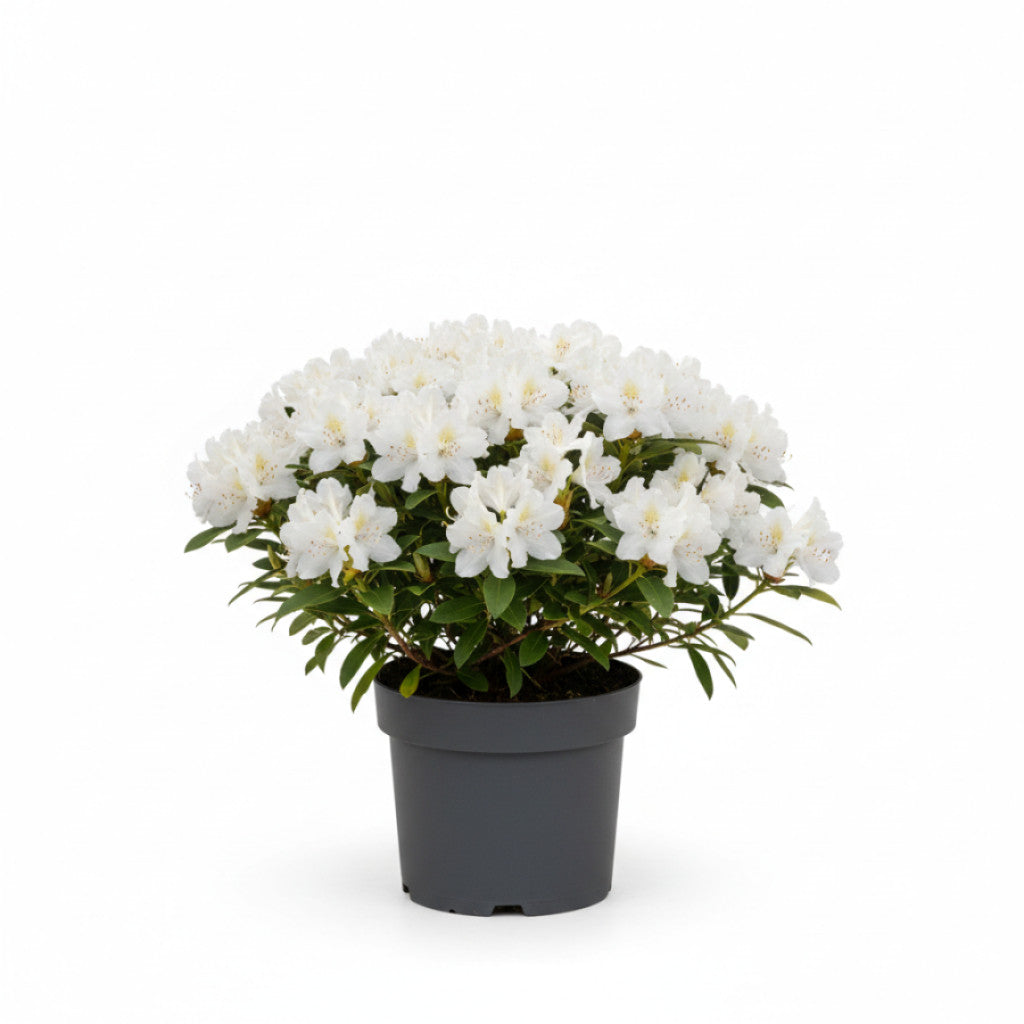 Rhododendron – Rhododendron &